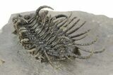 Spiny Koneprusia Trilobite - Top Quality Specimen #251049-5